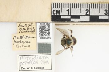 Media type: image;   Entomology 785691 Aspect: Labels